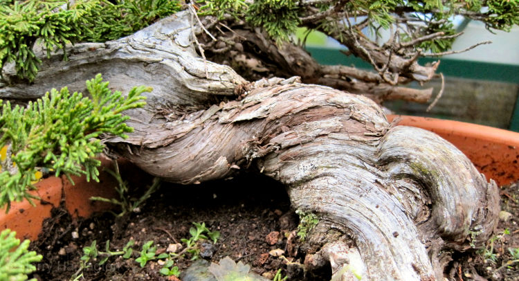 juniper bonsai deadwood